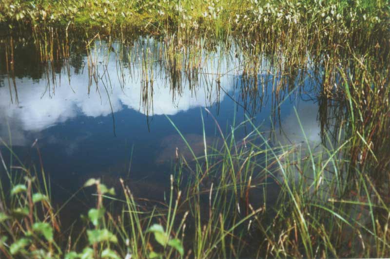 An Wasser mangelt es in diesem Gebiet nicht