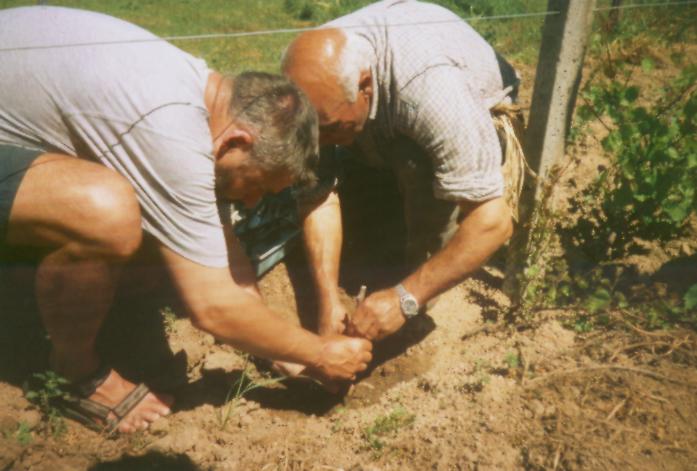 Gemeinsam veredeln wir einen Weinstock